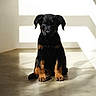 Hélios participe au concours pour gagner de l'argent avec cette photo : puppy, dog, black, tan, sitting, floor, shadow, light, indoor, cute, pet, animal, young, ears, paws, portrait, adorable, calm, background, home
