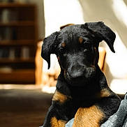Hélios participe au concours pour gagner de l'argent avec cette photo : puppy, dog, black_and_tan, close_up, indoors, sunlight, blanket, cozy, floppy_ears, young_dog, pet, animal, fur, portrait, home, warm_light, cute, domestic, companion, soft_focus