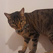Plume participe au concours pour gagner de l'argent avec cette photo : cat, tabby, pet, animal, feline, whiskers, ears, eyes, paws, fur, striped, domestic_cat, indoor, curious, standing, looking, mammal, soft_surface, beige, wall