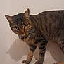 animal, beige, cat, curious, domestic_cat, ears, eyes, feline, fur, indoor, looking, mammal, paws, pet, soft_surface, standing, striped, tabby, wall, whiskers