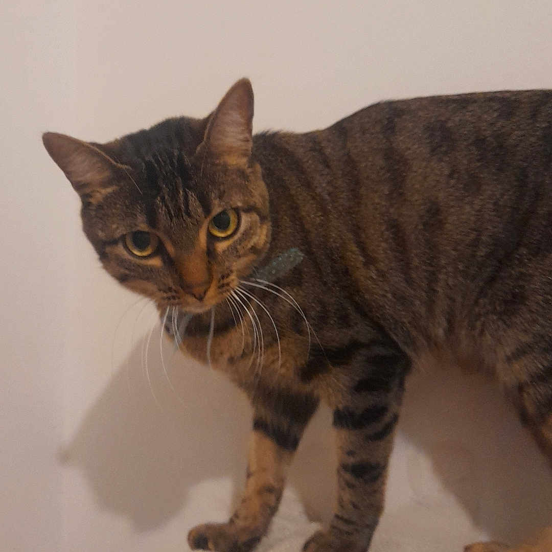 Plume participe au concours pour gagner de l'argent avec cette photo : animal, beige, cat, curious, domestic_cat, ears, eyes, feline, fur, indoor, looking, mammal, paws, pet, soft_surface, standing, striped, tabby, wall, whiskers
