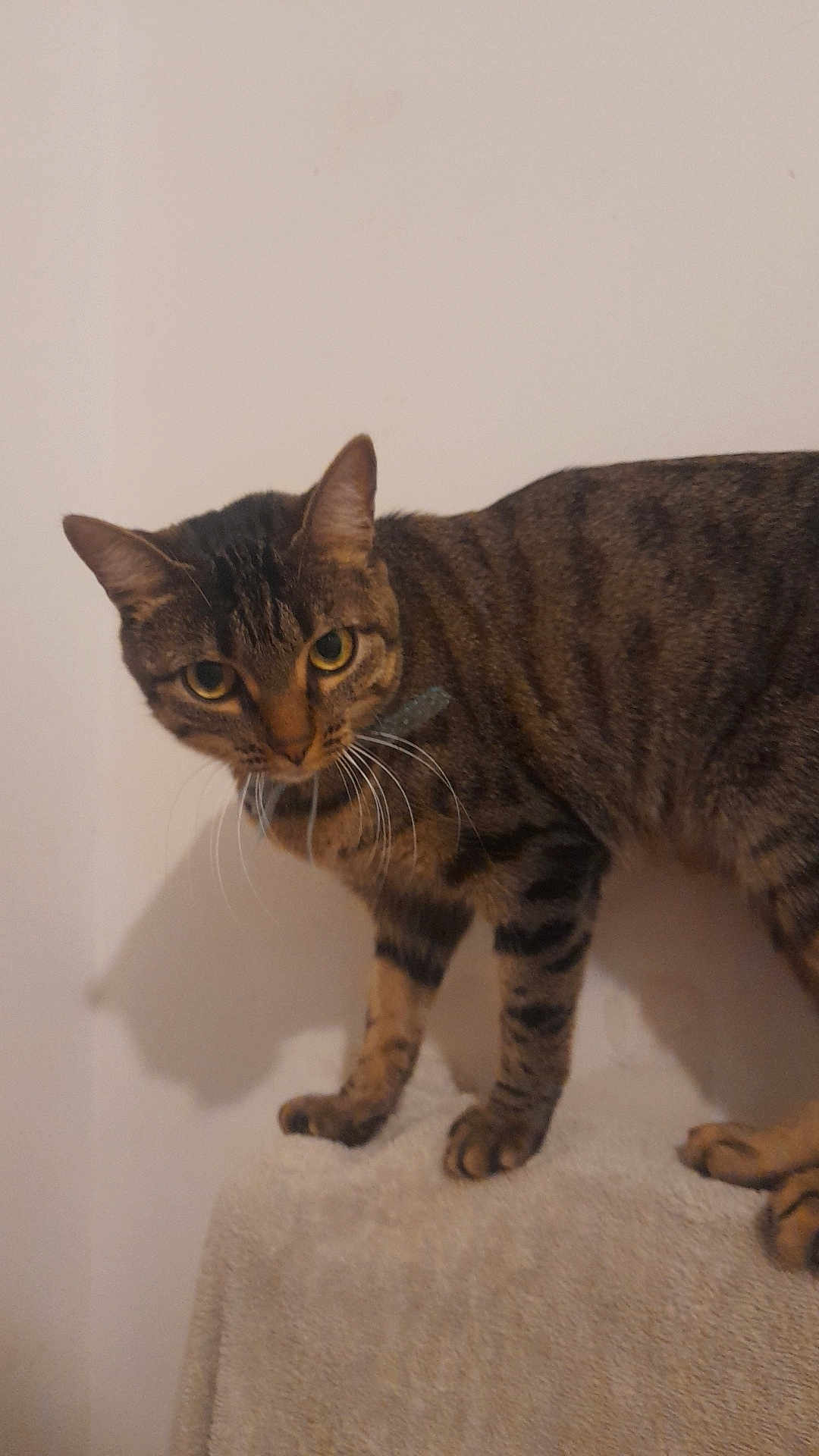 Plume participe au concours pour gagner de l'argent avec cette photo : cat, tabby, pet, animal, feline, whiskers, ears, eyes, paws, fur, striped, domestic_cat, indoor, curious, standing, looking, mammal, soft_surface, beige, wall