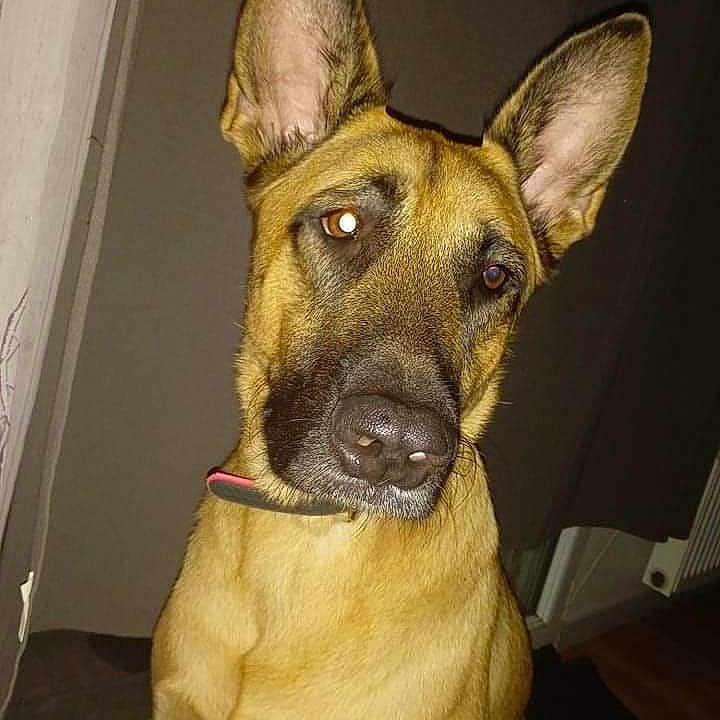 Nala