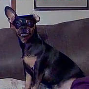 Cookie joined the competition — help win amazing prizes! animal, bostonbull, bulldog, canine, chihuahua, couch, dog, face, frenchbulldog, furniture, germanshepherd, head, person, pet, pug, puppy, terrier