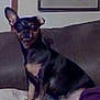 animal, bostonbull, bulldog, canine, chihuahua, couch, dog, face, frenchbulldog, furniture, germanshepherd, head, person, pet, pug, puppy, terrier