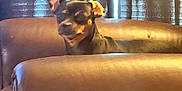 Cookie is registered to the contest to win money with this photo: animal, bulldog, canine, chair, chihuahua, couch, cushion, dog, face, frenchbulldog, furniture, head, homedecor, hound, indoors, interiordesign, person, pet, puppy, snout
