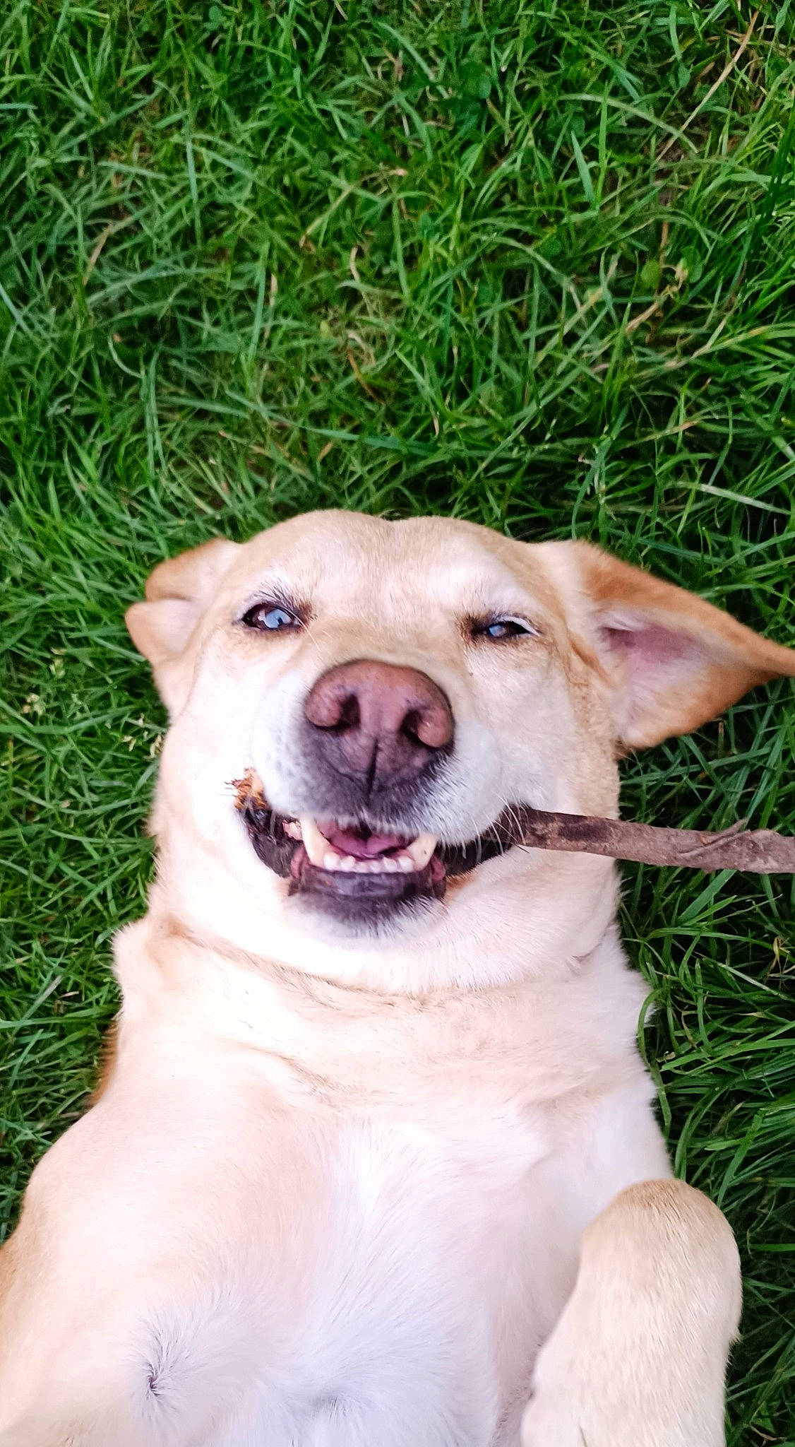 Lilly a rejoint le concours — aidez-le/la à gagner de superbes lots ! canidae, carnivore, collar, companion_dog, dog, dog_breed, dog_collar, fang, fawn, fur, grass, jaw, labrador_retriever, plant, retriever, snout, sporting_group, tail, whiskers, working_animal