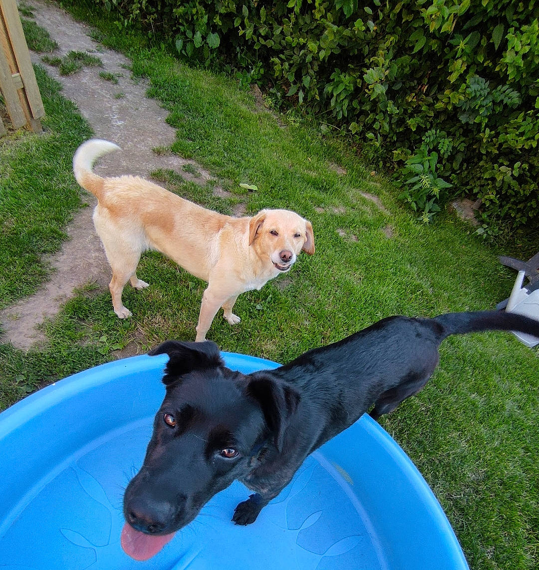 Lilly participe au concours pour gagner de l'argent avec cette photo : canidae, carnivore, chair, collar, companion_dog, dog, dog_breed, dog_collar, dog_sports, fawn, grass, gun_dog, leisure, outdoor_furniture, pet_supply, plant, sporting_group, tail, water, working_animal