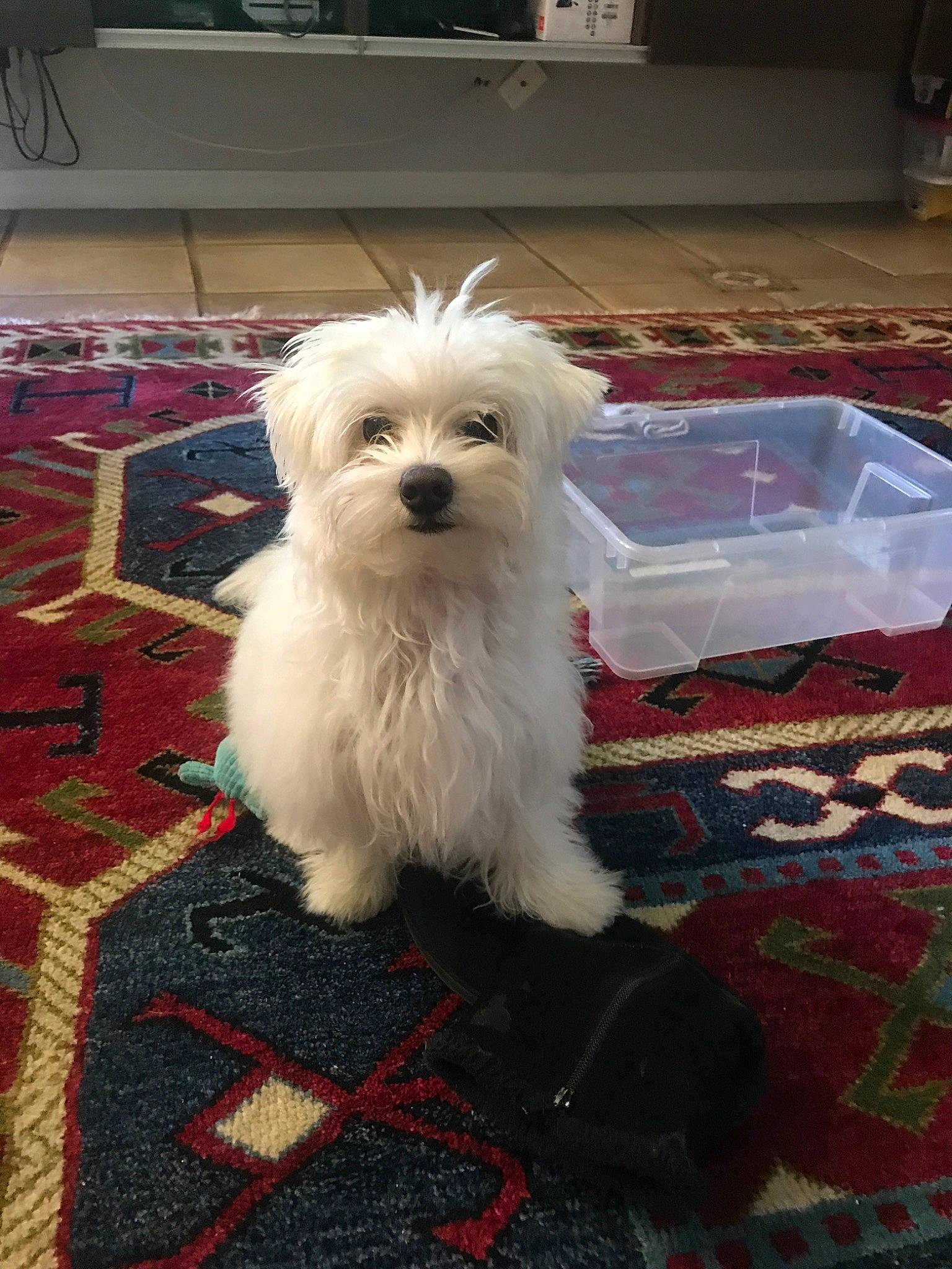 Apollo is registered to the contest to win money with this photo: bichon, bolognese, bolonka, canidae, carnivore, companion_dog, coton_de_tulear, dog, dog_breed, havanese, kyi_leo, lowchen, maltepoo, maltese, mammal, morkie, puppy, terrier, vertebrate, west_highland_white_terrier