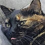 cat, tortoiseshell, close_up, tongue_out, fur, whiskers, ears, face, pet, animal, cute, playful, resting, lying_down, texture, indoor, mammal, feline, expression, soft