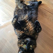 Milka participe au concours pour gagner de l'argent avec cette photo : cat, tortoiseshell, feline, pet, lying_down, wooden_floor, green_eyes, fluffy, relaxed, playful, domestic_animal, fur, whiskers, indoor, cute, animal, mammal, paws, looking_up, resting