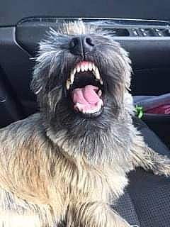 O'Maley a rejoint le concours — aidez-le/la à gagner de superbes lots ! canidae, carnivore, companion_dog, dog, dog_breed, fang, felidae, fur, jaw, liver, mammal, paw, roar, selfie, small_to_medium_sized_cats, snout, sporting_group, whiskers, working_animal, yawn