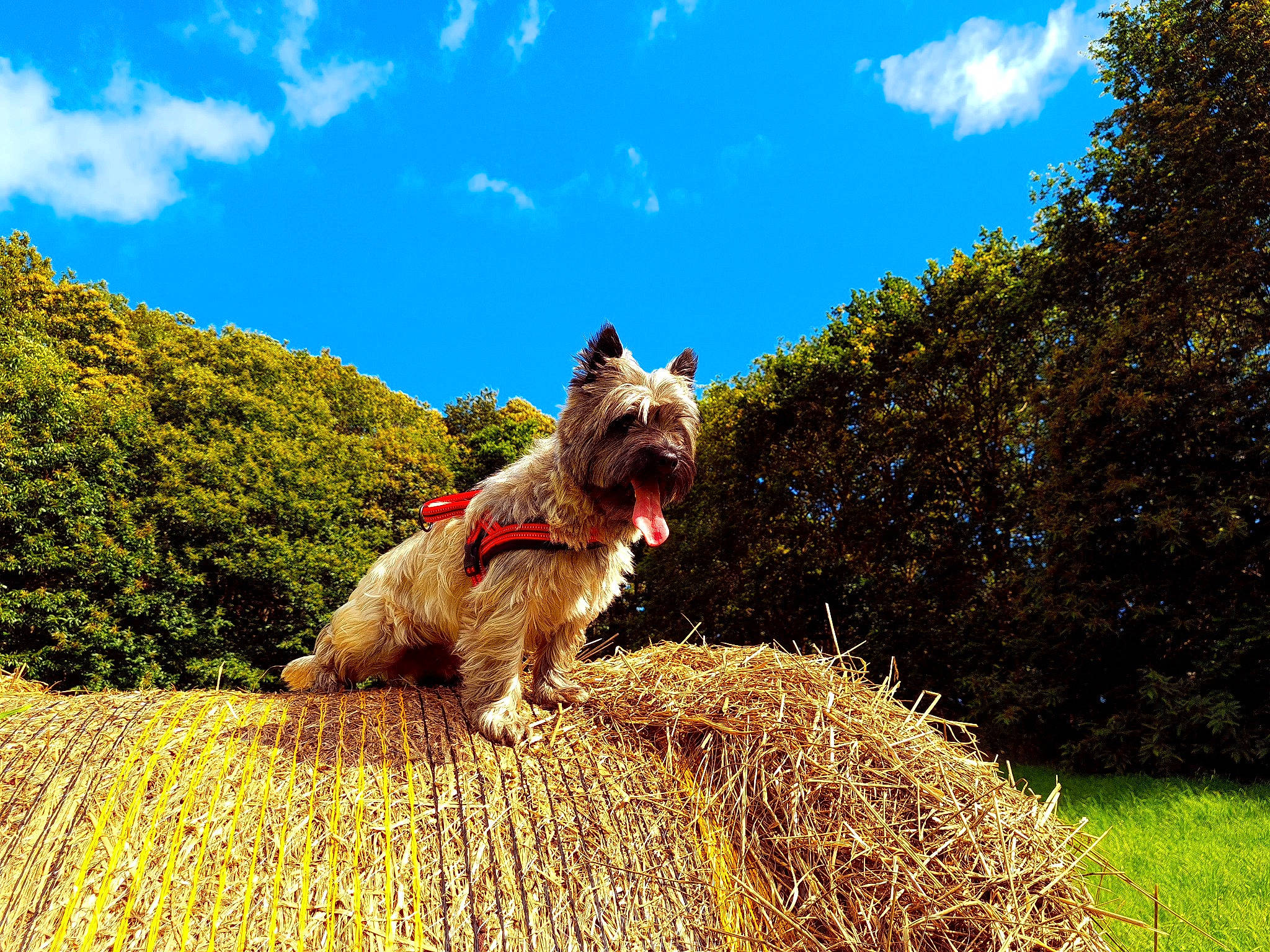 O'Maley participe au concours pour gagner de l'argent avec cette photo : carnivore, cloud, companion_dog, cumulus, dog, dog_breed, fawn, field, grass, grassland, landscape, natural_landscape, people_in_nature, plant, shrub, sky, soil, tail, terrier, tree