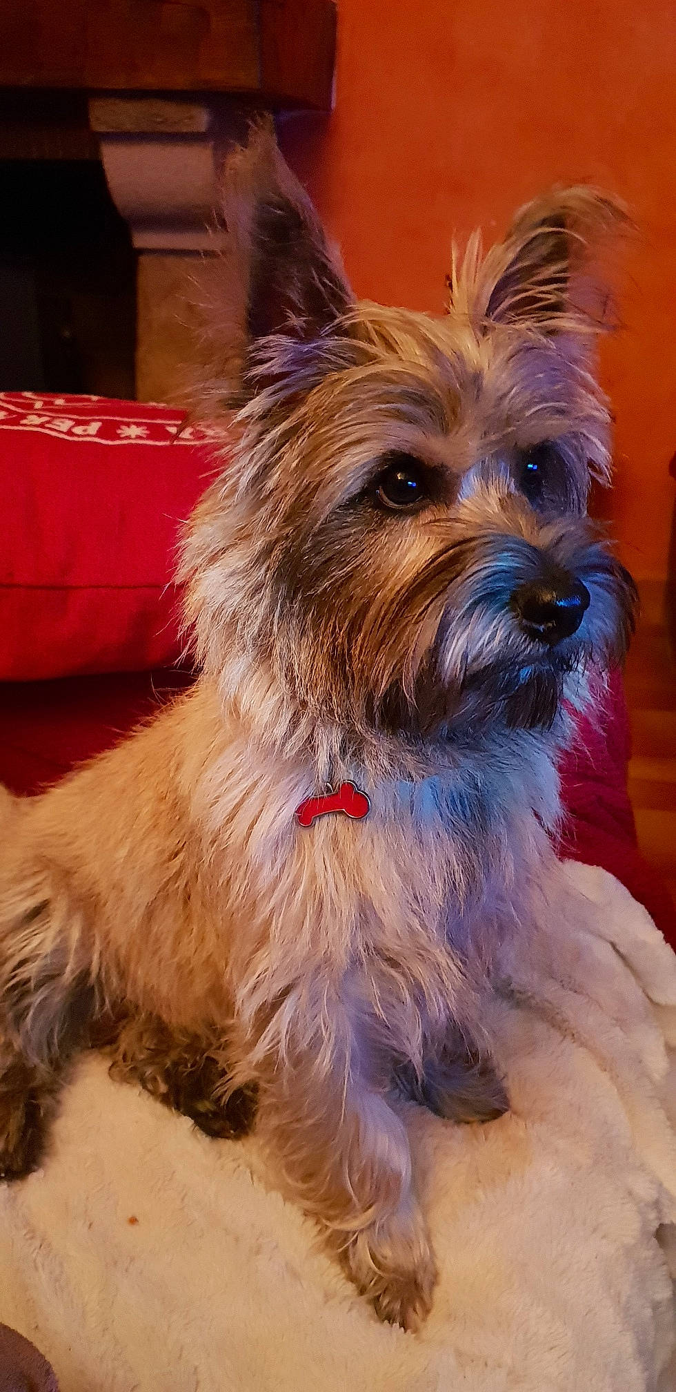 O'Maley a rejoint le concours — aidez-le/la à gagner de superbes lots ! australian_terrier, biewer_terrier, canidae, carnivore, companion_dog, dog, dog_breed, dog_supply, fawn, fur, holiday, liver, small_terrier, snout, sporting_group, terrier, toy_dog, working_animal, yorkipoo, yorkshire_terrier