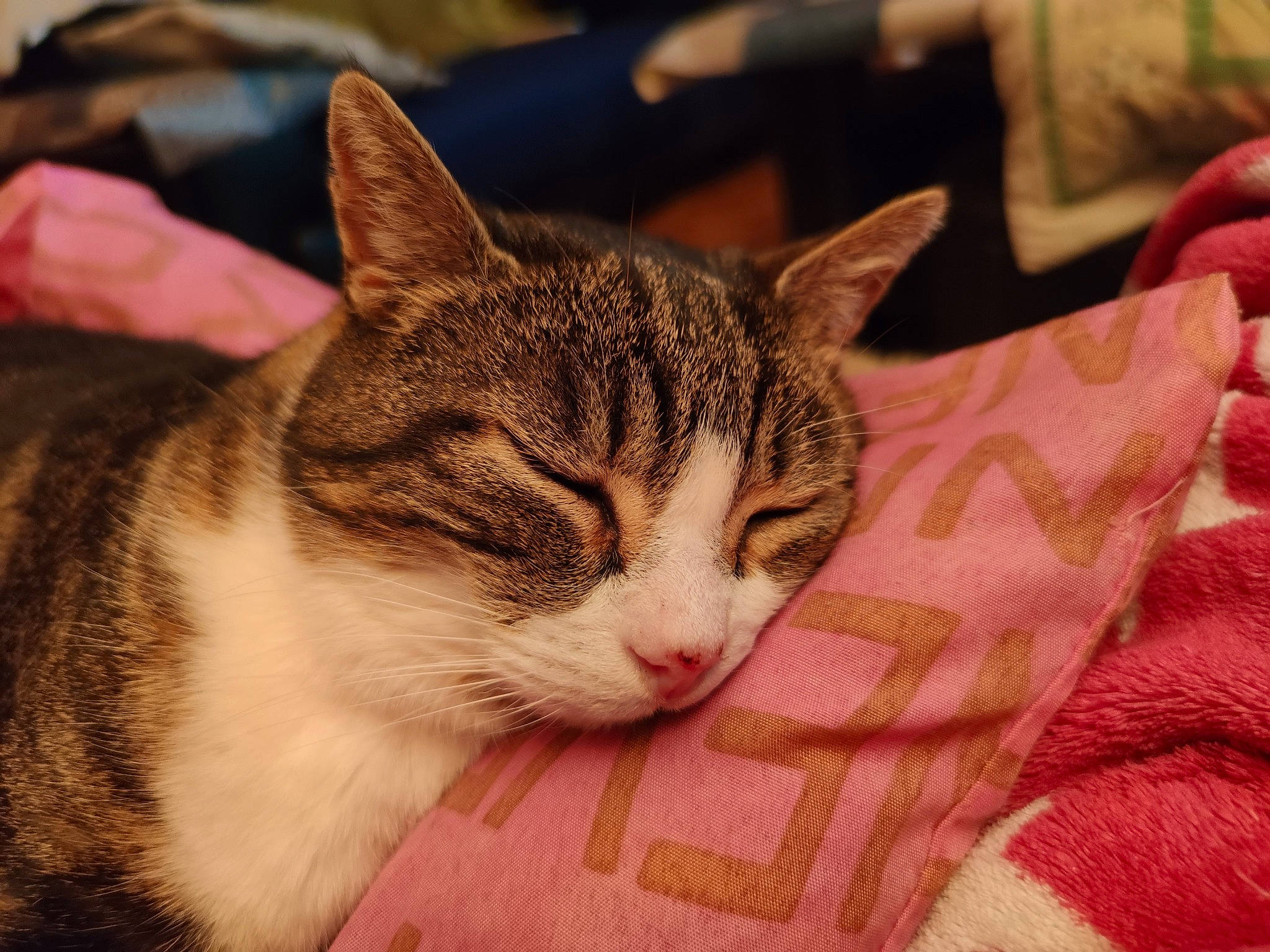 Bouba participe au concours pour gagner de l'argent avec cette photo : carnivore, cat, cat_supply, claw, comfort, domestic_short_haired_cat, fawn, felidae, fur, grass, paw, small_to_medium_sized_cats, snout, tail, tree, whiskers