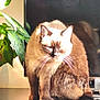 Myrtille a rejoint le concours — aidez-le/la à gagner de superbes lots ! cat, siamese_cat, sunlight, plant, leafy_plant, reflection, indoor, shelf, fur, pet, whiskers, closeup, animal, feline, relaxing, bright_light, shadow, home, domestic, portrait