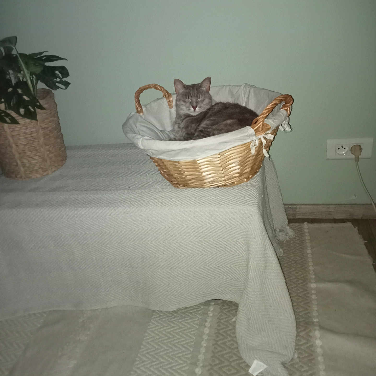Iris a rejoint le concours — aidez-le/la à gagner de superbes lots ! basket, calm, cat, cord, cozy, floor_rug, furniture, gray_cat, houseplant, indoor, plant, plant_pot, relaxation, resting, sleeping, table, tablecloth, textured, wall_socket, woven