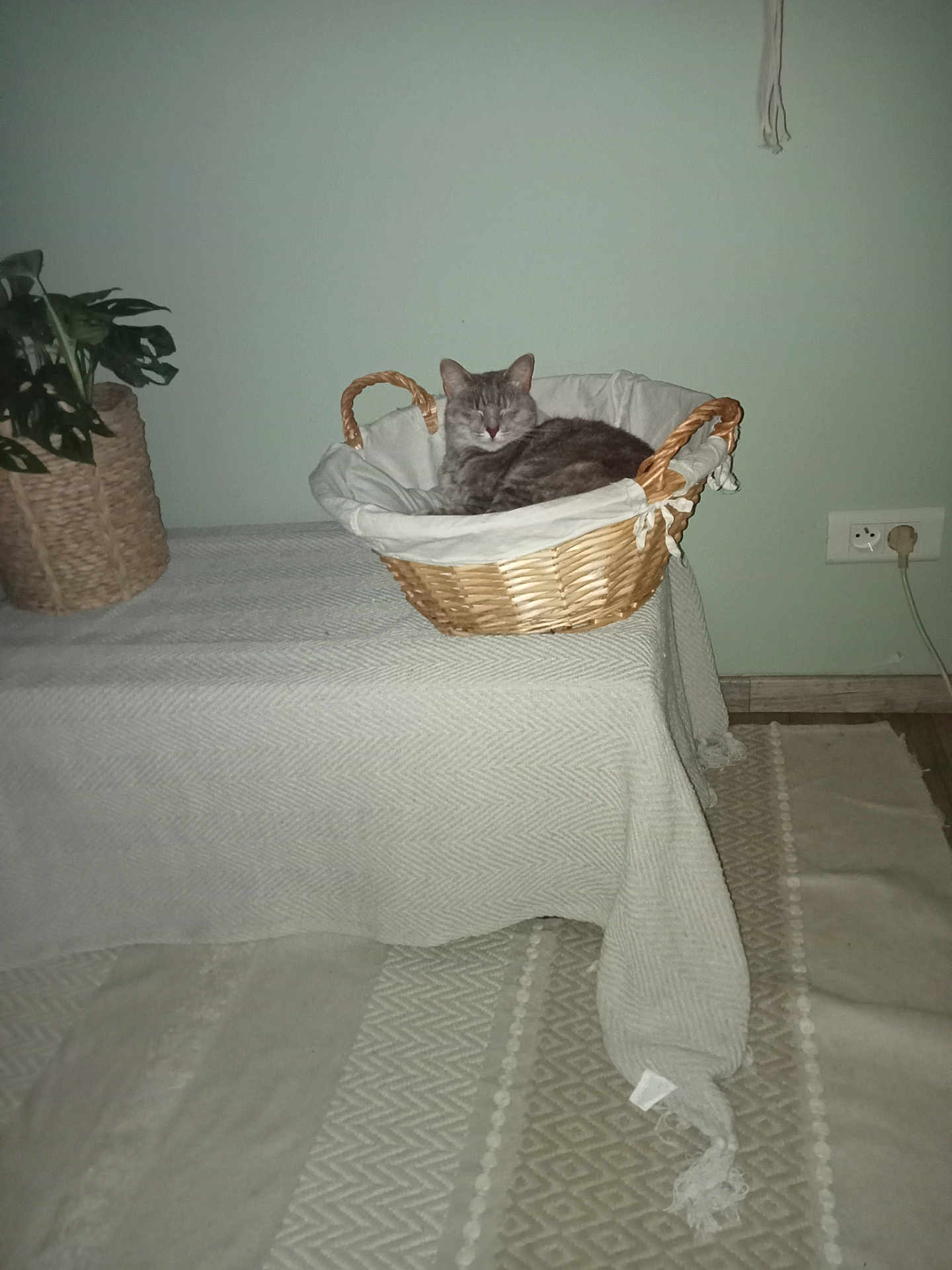 Iris