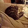 cat, tabby_cat, sleeping, curled_up, blanket, beige, furniture, chair, kitchen, indoor, cozy, pet, animal, resting, soft, warm_lighting, fur, domestic, comfort, home
