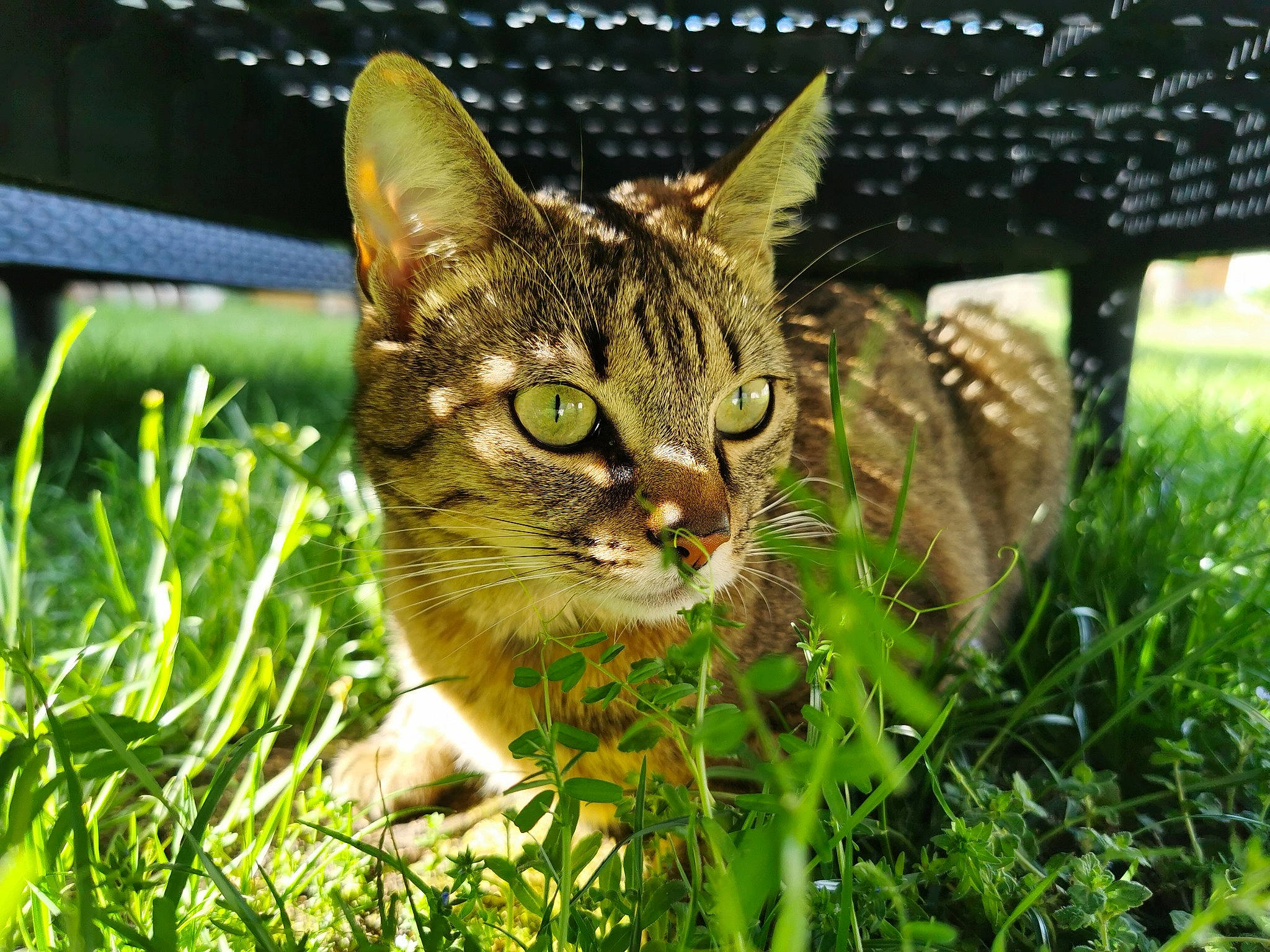 Prune a rejoint le concours — aidez-le/la à gagner de superbes lots ! american_wirehair, asian, bengal, california_spangled, carnivore, cat, domestic_short_haired_cat, dragon_li, european_shorthair, felidae, grass, green, pixie_bob, small_to_medium_sized_cats, snout, tabby_cat, toyger, whiskers, wild_cat, wildlife