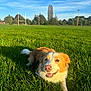 dog, grass, field, sunlight, outdoor, nature, sky, trees, happy, pet, canine, leash, daytime, smiling, animal, greenery, playing, relaxed, summer, park