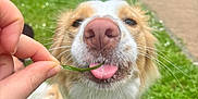 Seiya participe au concours pour gagner de l'argent avec cette photo : dog, close_up, nose, tongue, grass, hand, park, greenery, outdoor, pet, animal, cute, whiskers, fur, playful, nature, muzzle, happy, canine, summer