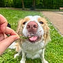 dog, close_up, nose, tongue, grass, hand, park, greenery, outdoor, pet, animal, cute, whiskers, fur, playful, nature, muzzle, happy, canine, summer