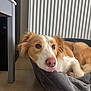 Seiya a rejoint le concours — aidez-le/la à gagner de superbes lots ! dog, pet, canine, bed, resting, tongue_out, indoor, floor, tile, radiator, fur, brown_and_white, nose, ears, relaxed, cozy, animal, laying, head_resting, cute