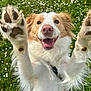 Seiya participe au concours pour gagner de l'argent avec cette photo : dog, happy, jumping, paws, closeup, outdoor, grass, flowers, nature, pet, canine, fur, smiling, playful, spring, sunlight, animal, energetic, cute, friendly