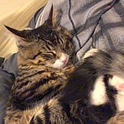 Obiwan joined the competition — help win amazing prizes! animal, blanket, cat, close_up, cozy, curled_up, cute, domestic_cat, fluffy_tail, fur, indoor, nap, pet, relaxation, resting, sleeping, soft, striped, tabby, whiskers