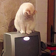 Snow a rejoint le concours — aidez-le/la à gagner de superbes lots ! animal, cat, cluttered, crt_television, curious, domestic, electronics, feline, furniture, household_items, indoor, looking_down, mammal, old_tv, perched, pet, stone_wall, technology, vintage, white_cat