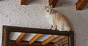 Snow participe au concours pour gagner de l'argent avec cette photo : animal, cat, cozy, cream_colored, curious, decor, domestic, feline, home_interior, indoor, mirror, perched, pet, quiet, reflection, resting, rustic, wall_texture, wooden_beams, wooden_frame