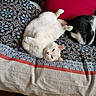Snow a rejoint le concours — aidez-le/la à gagner de superbes lots ! animal, bed, black_and_white_cat, blanket, cat, couch, cozy, cute, domestic, feline, fur, household, indoor, lying_down, patterned_bedspread, paw, pet, relaxed, resting, white_cat