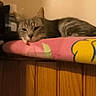Lilas participe au concours pour gagner de l'argent avec cette photo : cat, feline, pet, indoor, resting, sleepy, blanket, pink, wood, furniture, cozy, animal, tabby, striped, relaxed, cute, domestic, mammal, ears, whiskers