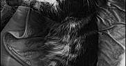 Lilas a rejoint le concours — aidez-le/la à gagner de superbes lots ! cat, tabby, animal, pet, feline, striped, relaxed, blanket, indoor, fur, whiskers, cute, resting, sleepy, paw, tail, texture, monochrome, black_and_white, cozy
