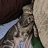 Lilas a rejoint le concours — aidez-le/la à gagner de superbes lots ! cat, tabby, sleeping, cozy, fluffy_rug, pillow, blanket, indoor, resting, pet, feline, striped, cute, relaxed, fur, animal, comfort, closeup, home, nap