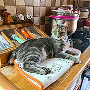 Lilas participe au concours pour gagner de l'argent avec cette photo : animal, appliance, casual, cat, cooking_utensils, countertop, domestic, feline, home, indoor, kitchen, kitchen_mitt, pet, pot, relaxed, spice_jars, stovetop, tabby, tile_wall, wooden_surface