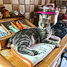 animal, appliance, casual, cat, cooking_utensils, countertop, domestic, feline, home, indoor, kitchen, kitchen_mitt, pet, pot, relaxed, spice_jars, stovetop, tabby, tile_wall, wooden_surface