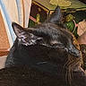 cat, black_cat, sleeping, close_up, animal, pet, whiskers, ears, feline, indoor, cozy, resting, fur, domestic_animal, household, box, fabric, quiet, peaceful, relaxed
