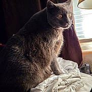 Smokey is registered to the contest to win money with this photo: cat, gray_cat, yellow_eyes, indoor, window, blinds, lamp, curtain, clothing, pile, soft_light, fur, pet, feline, domestic_animal, sitting, attentive, household, window_light, shadow
