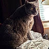 cat, gray_cat, yellow_eyes, indoor, window, blinds, lamp, curtain, clothing, pile, soft_light, fur, pet, feline, domestic_animal, sitting, attentive, household, window_light, shadow