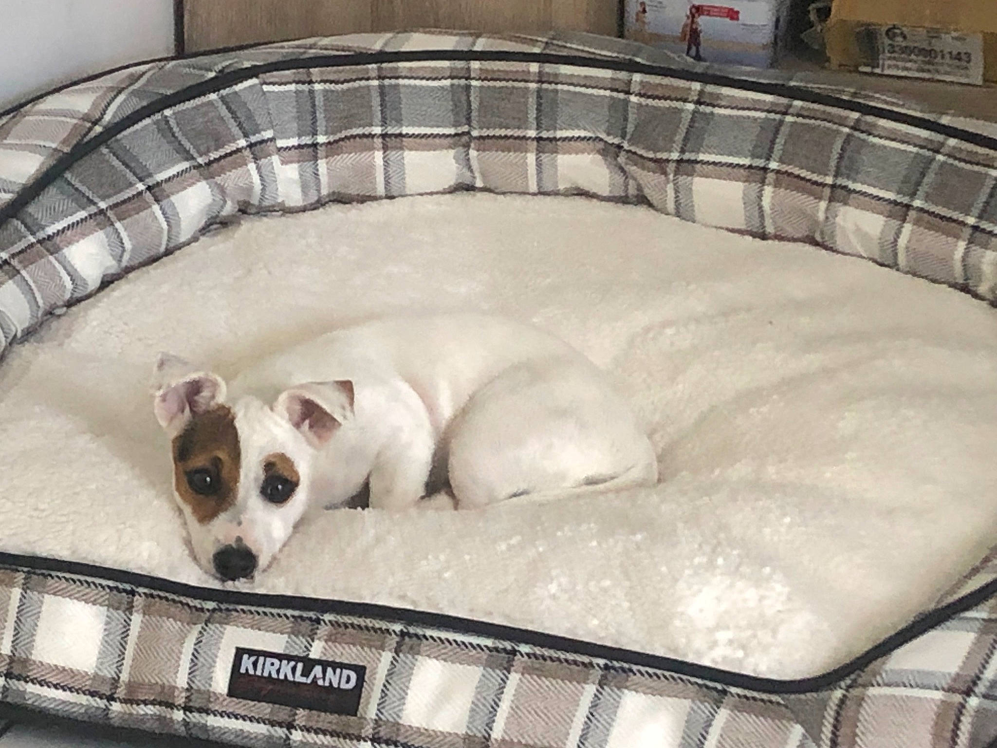 Panda a rejoint le concours — aidez-le/la à gagner de superbes lots ! bathtub, canidae, carnivore, cat_supply, comfort, companion_dog, dog, dog_bed, dog_breed, dog_supply, fawn, felidae, linens, nap, pet_supply, small_to_medium_sized_cats, snout, sporting_group, tail, whiskers