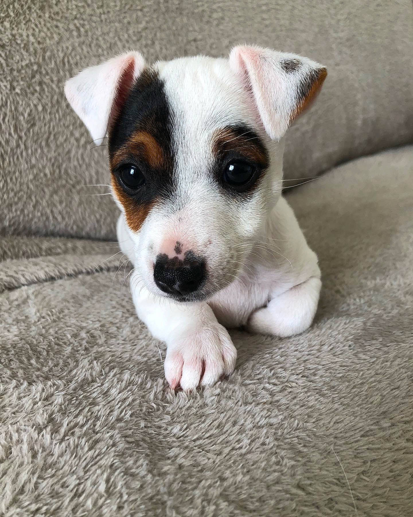 Panda a rejoint le concours — aidez-le/la à gagner de superbes lots ! canidae, carnivore, companion_dog, dog, dog_breed, fawn, fur, grey, irishjacks, non_sporting_group, paw, small_terrier, snout, sporting_group, terrestrial_animal, terrier, toy_dog, whiskers, working_animal