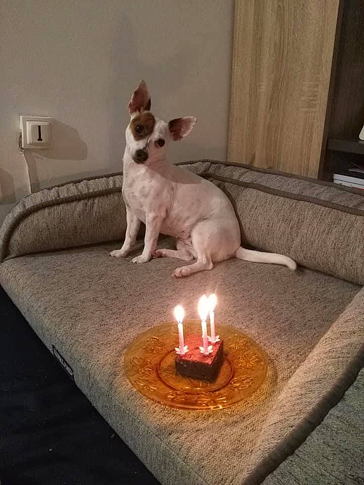 Nina a rejoint le concours — aidez-le/la à gagner de superbes lots ! canidae, carnivore, chihuahua, companion_dog, dog, dog_breed, fawn, furniture, interior_design, rat_terrier, table, toy_fox_terrier