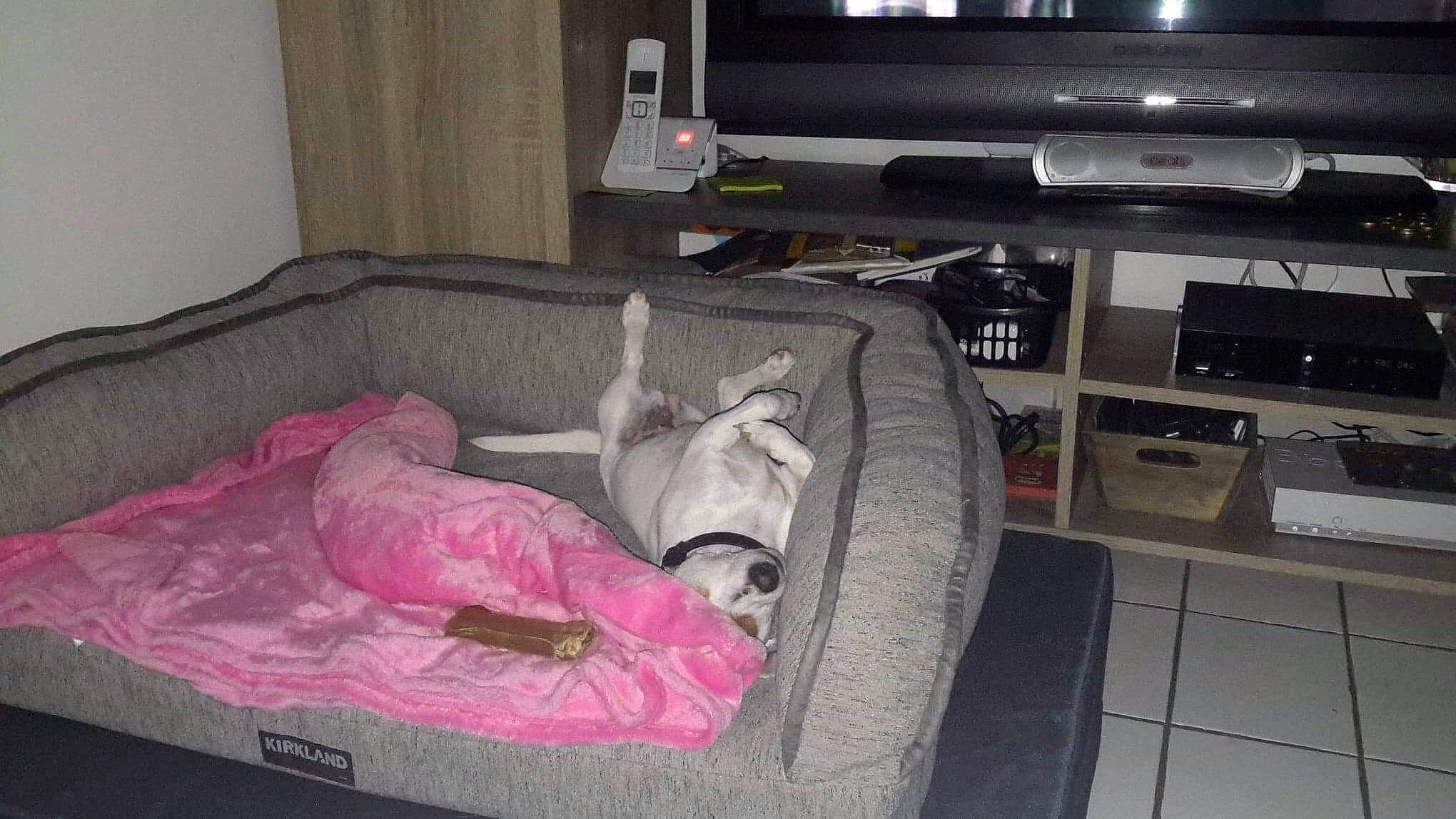 Nina participe au concours pour gagner de l'argent avec cette photo : bed, bed_sheet, bedroom, canidae, cat, comfort, companion_dog, furniture, mattress, non_sporting_group, pink, room