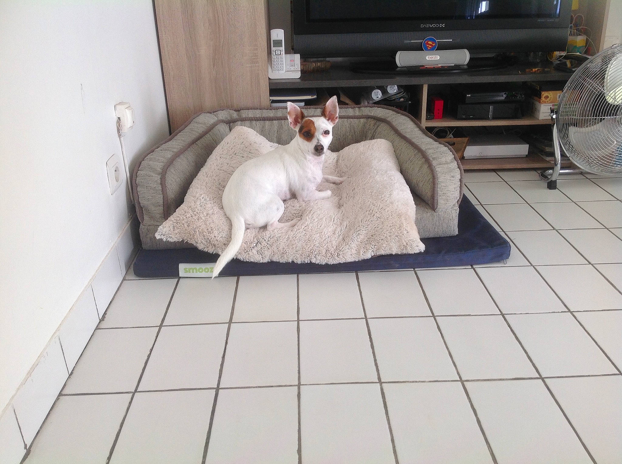Nina participe au concours pour gagner de l'argent avec cette photo : carnivore, cat, companion_dog, cornish_rex, felidae, floor, flooring, furniture, hardwood, room, small_to_medium_sized_cats, table, tail, tile, whiskers