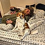 Baby joined the competition — help win amazing prizes! man, dog, cat, bed, blanket, glasses, cap, beard, can, indoor, pet, animal, resting, casual, furniture, pattern, laying_down, human, relaxation, companion