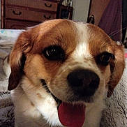 Baby joined the competition — help win amazing prizes! dog, close_up, tongue_out, happy, indoor, pet, canine, fur, brown, white, face, animal, cute, cozy, blanket, furniture, living_room, smiling, ears, eyes