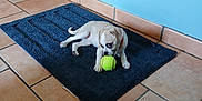 Athena participe au concours pour gagner de l'argent avec cette photo : puppy, dog, tennis_ball, rug, indoor, tile_floor, blue_wall, small_dog, pet, playing, young_dog, adorable, animal, domestic, cute, floor, collar, resting, toy, home