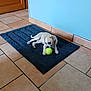 puppy, dog, tennis_ball, rug, indoor, tile_floor, blue_wall, small_dog, pet, playing, young_dog, adorable, animal, domestic, cute, floor, collar, resting, toy, home